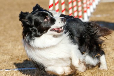 Çevik bir köpek etkinliği sırasında siyah beyaz bir çoban köpeğinin ağzından salyaları akıyor.