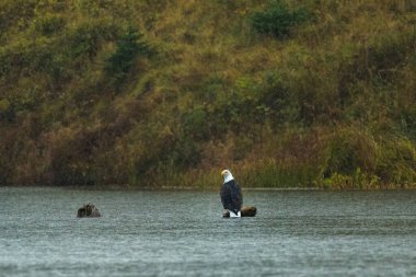 Bir yağmur fırtınası sırasında Alaska 'daki yetişkin kel kartal bir gölde kayanın üzerinde oturuyordu.