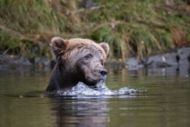 Alaska 'da nehirde Kodiak ayısı, balık tutarken baloncuk üflüyor