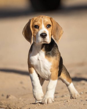 Av köpeği üç ayak üstünde duruyor ve ilk portresi için poz veriyor.