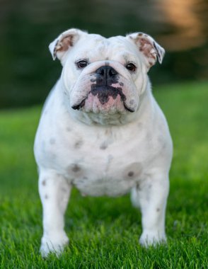 Çimlerin üzerinde poz veren bir bulldog portresi.