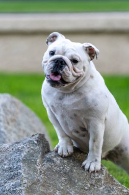 Kafası eğik beyaz bulldog açık hava portresi için bir kayanın üzerinde poz veriyor.