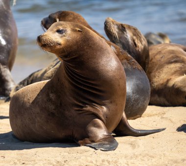 Sealion, güneşli bir sahilde oturmuş, ısınıyor ve diğer deniz aslanlarına bakıyor.