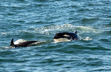 Biri yüzeyi yararken iki balina birlikte okyanusta yüzüyor.