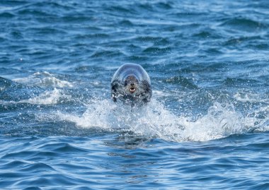 Bir balinadan yüzerken okyanusun yüzeyini yaran deniz aslanı.