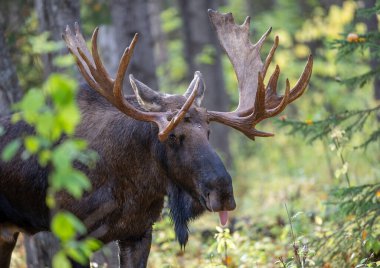 Çok büyük bir geyik, Alaska 'da bir ineğin kokusunu alıyor.