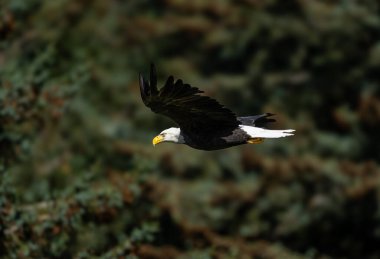 Alaska 'daki yetişkin kel kartal yeşilin arka bahçesine doğru uçuyor.