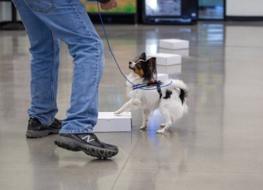 Papillion dog indicating on a box during a scent work game clipart