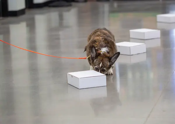 Koku egzersizi sırasında konteynır kokusu alan corgi sosislisi getirin.