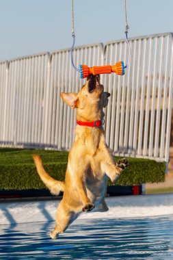Sarı Labrador köpeği havuzdan atladıktan sonra oyuncağını kapıyor.