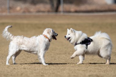 Golden retriever and Samoyed engaging in play at the park on the dry grass clipart