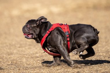 Dark French bulldog in a red harness running through the dry grass at the park clipart