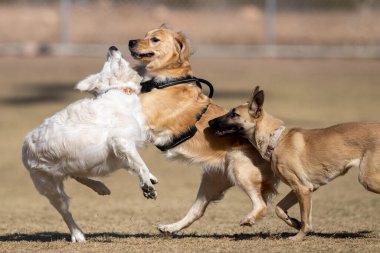 Üç köpek parkta çimlerin üzerinde zıplayıp oynuyorlar.