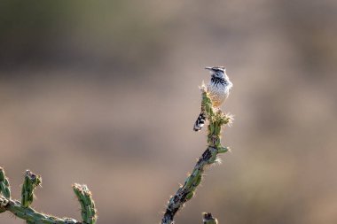 Kaktüs Wren kuşunu uyarın. Kaktüs dalının tepesinden etrafa bakınıyor.