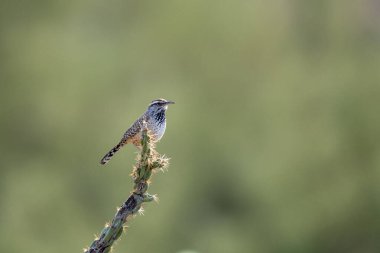 Yeşil çöl geçmişi olan Cholla kaktüsünün üzerinde kış güneşini emiyor.