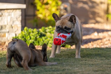 Adult French Bulldog playing with a French Bulldog puppy on the grass clipart