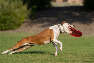 Kırmızı ve beyaz Amerikan Staffordshire Teriyeri çimlerin üzerinde koşuyor ve kırmızı bir disk yakalıyor