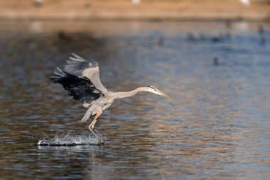 Büyük mavi balıkçıl gölün kenarında ayaklarını suyun içinde sürüklüyor.