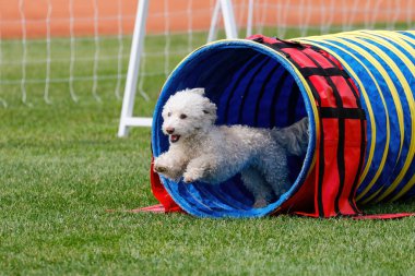 Küçük, beyaz, melez köpek tünelden çıkan çeviklik yolunda