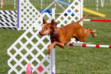 Vizsla bir çeviklik olayı sırasında çimlerin üzerinden atlıyor.