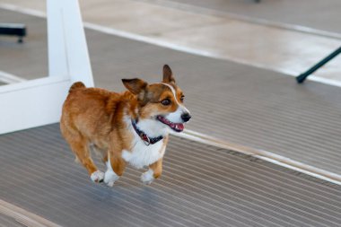 Kahverengi ve beyaz Corgi köpeği uçan topun üzerinden atladıktan sonra paspasın üzerinde