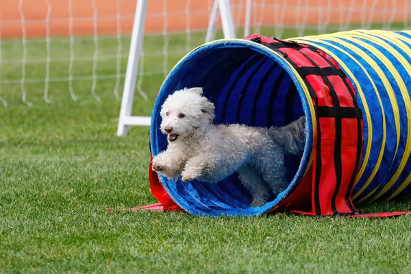 Küçük, beyaz, melez köpek tünelden çıkan çeviklik yolunda