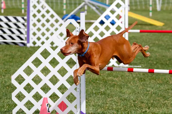 Vizsla bir çeviklik olayı sırasında çimlerin üzerinden atlıyor.
