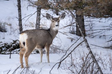 Burnunda karla ormanda beyaz kuyruk geyiği kameraya bakıyor.