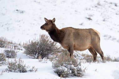 Yellowstone 'daki inek geyiği karda adaçayı yiyor.
