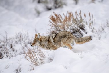 Yellowstone parkındaki çakal karda koşuyor bir tavşanı kovalıyor.