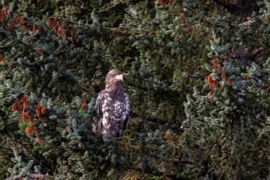 Juvenie kel kartal çam ağacında oturur ve küçük kozalaklar üretir.