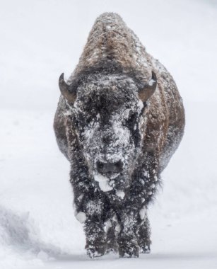 Yellowstone 'da kar yağışı Bison' u kapladı.