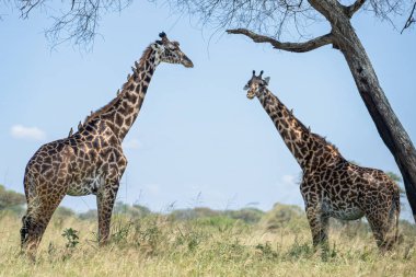 Boynunda Oxpecker kuşları olan iki Afrika zürafası onları temizliyor.