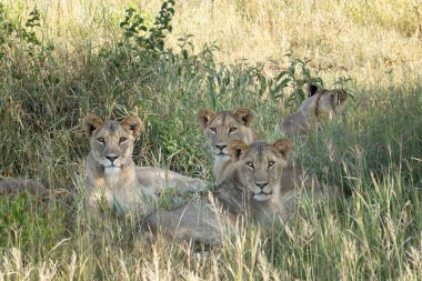 Genç aslanların sürüsü Afrika 'nın gölgesinde dinleniyor.