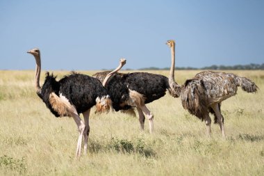 Tanzanya Afrika 'nın otlak ovalarında devekuşu sürüsü
