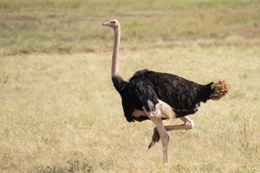Tanzanya Afrika 'nın otlak ovalarında erkek Afrika devekuşu.