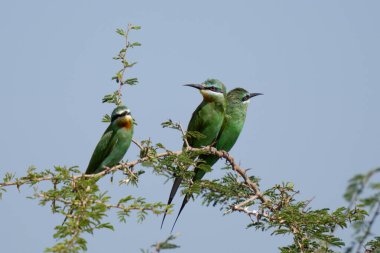 Afrikalı yeşil arı yiyen kuşlar ağaç dalında oturuyorlar.