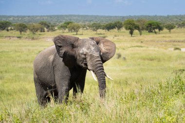 Uzun otların arasında Tanzanya düzlüklerinde kuru çamura bulanmış fil.