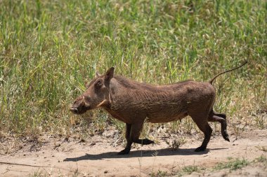 Saçında yeşil balçık olan yaban domuzu pis bir yolda koşuyor.