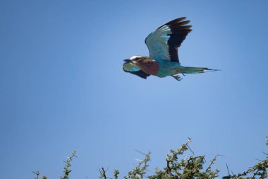 Ndutu Afrika 'da ağaçların tepesinde uçan eflatun memeli paten kuşu.