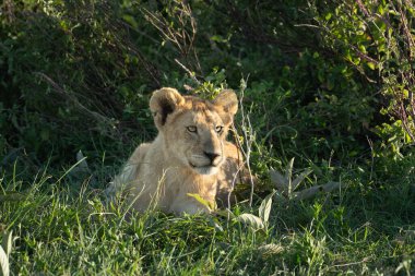 Genç aslan gün batımında uzun otların arasında dinleniyor.