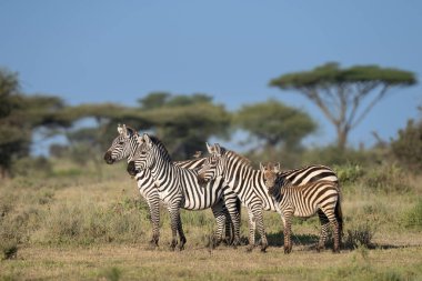 Zebra ailesi Tanzanya 'nın çayırlarında gözcülük yapıyor.
