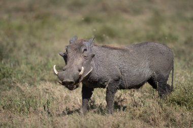 Büyük erkek yaban domuzu ailesinin gelebilmesi için bir yol açıyor.