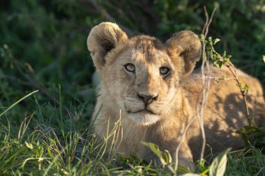 Genç bir aslan yavrusunun kafasından vurulmuş, dinleniyor.