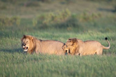 Afrika 'da iki aslan, genç erkek aslanın yaşlı erkek aslanı ısırmasıyla oynuyor.