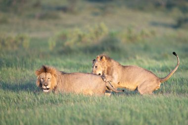Genç erkek aslan, yaşlı bir erkek aslanın sırtına sarılıyor.