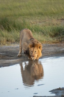 Erkek aslan ve Tanzanya 'da gün doğumunda bir su birikintisinde yansıma.