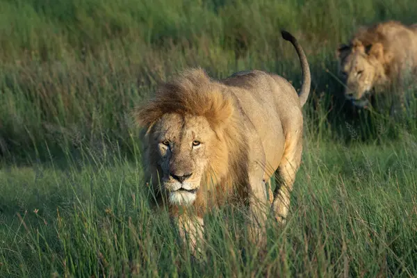 Olgun erkek aslan gün doğumunda çimlerin üzerinde genç bir aslanla yürüyor.