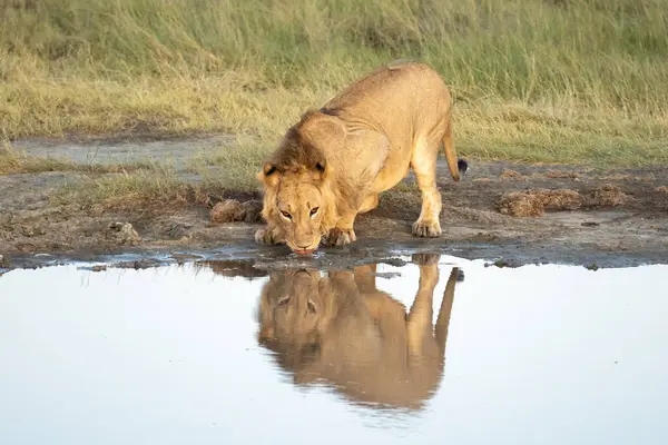 Gün doğumunda genç erkek aslan yansıması olan bir su birikintisinde su içiyor.