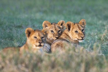 Gün batımında oynadıktan sonra üç aslan yavrusu çimenlerde yatıyor.